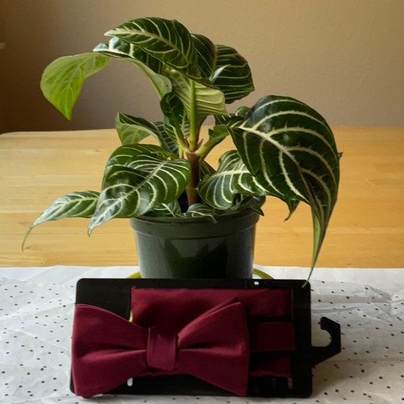 👔🥸👔 KHOL’S MEN’S  BOW TIE 🥸👔🥸 NWT 🥸👔🥸 - Picture 16 of 16